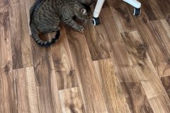 D4FAA220-A4A1-4A89-91AC-D51E9867AF48